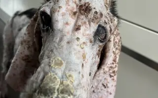 Dazzy - pomozme mu zpátky do života