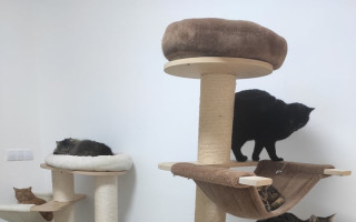 Sbírka pro Kočičí domov Sissi na výstavbu dřevěného domečku pro kočičky