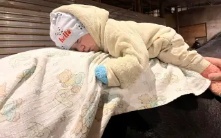 Pomozte nám postavit trojbox pro ustájení hiporehabilitačních koní DORADO z. s.