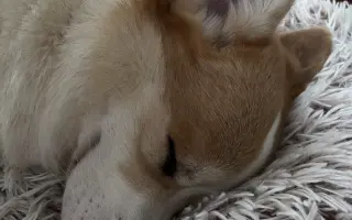 Pomozme Aloiskovi znovu chodit