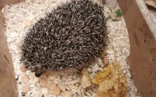 POMOC PRO FOXÍČKA, ASPENA A TAFFY-JACKA