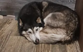 Psí rehabilitace pro Kima