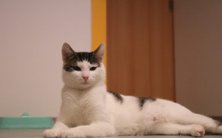 Finanční podpora útulku pro kočky v Ostravě