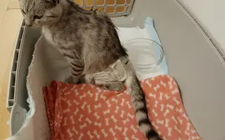 Pomohli jste koťátku Máše