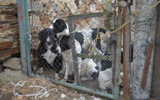 Pomozme s veterinárními náklady opuštěným zvířatům