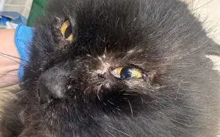 Za zdravé oči a tlapky Midnighta