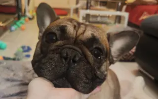 Operace očí a endoskopie pro buldočka Edu