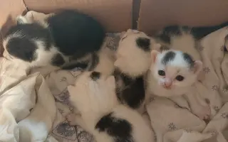 ZACHRAŇME KOŤÁTKA PŘED ZIMOU!