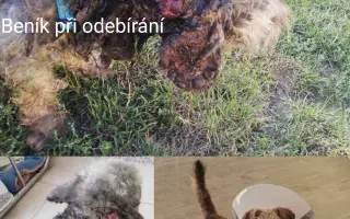 Pomozte zachránit Psí domov spolku Zastavme Utrpení.