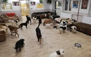 Pomozte zachránit Psí domov spolku Zastavme Utrpení.
