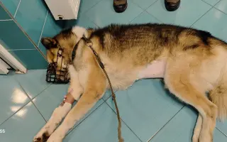 Pomoc adoptovanému pejskovi Inukovi