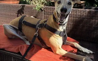 Prosíme o pomoc Tequile po operaci plíce, aby mohla dále skotačit