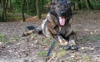 Pomoc Furině v boji s lupusem (SLE)