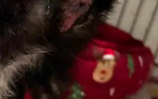 Pomoc s léčením zubožené kočičky Johanky