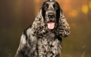 Dazzy - pomozme mu zpátky do života