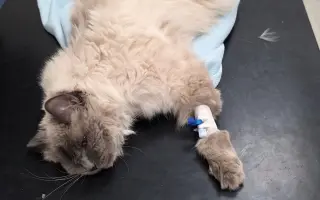 Vaše pomoc vrátí Martinovi zdraví a radost 😺🐾