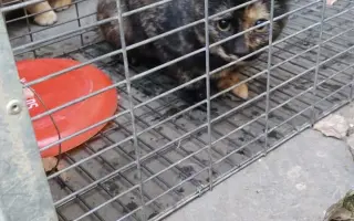 Pomozte nám se záchranou zvířat na Šumpersku