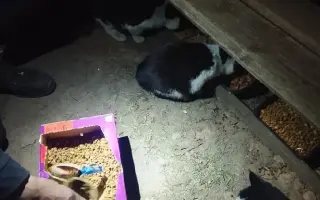 Krmení pro 300 kočiček na čtrnáct dní