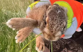 Zabraňme společně zbytečné smrti již brzy narozených srnčat a dalších mláďat