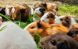 Společně ❤️ pro zvířata i v roce 2026