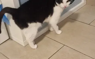 Pomoc pro kočičku Mínu - operace zubů