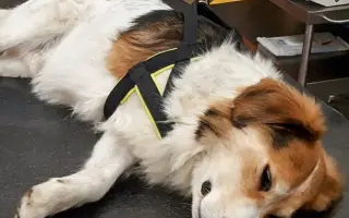 Biologická léčba - Playboy Cooki