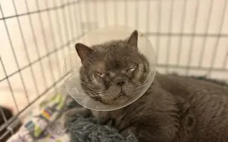 Čičmánek potřebuje operaci očí!