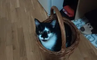 Pomozte prosím Daisy znovu dýchat ❤️