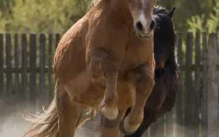IRIS - bojovnice v těle islandského koně