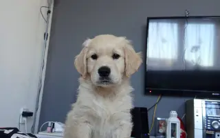 Pomozte Charliemu