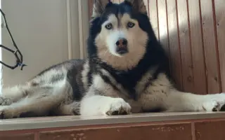 Psí rehabilitace pro Kima