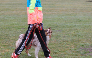 Pomoc pro opětovné stěhování psího cvičáku v Kaplici