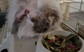 Pomohli jste Timmymu na operace oušek