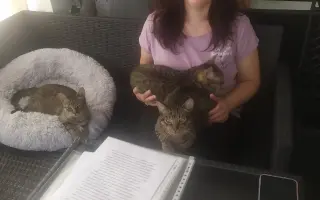 Pojďme dát kočičkám druhou šanci, obnovme kočičí kavárnu café & bar Šťastné tlapky
