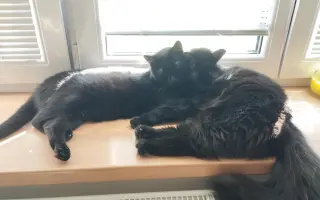 Zachraňme život Whisky - léčba FIP