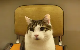 Veliký Nero má veliký nádor v hlavičce