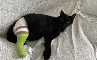 Kočky vrní, faktury křičí. Pomozte MonPet z.s. dál zachraňovat kočičí životy.