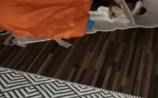 Pomozte Maxovi znovu běhat! 🐾