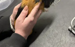 Sbírka na operaci pro Freddyho