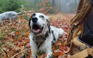 Pomoc pro Renny a její smečku: pohyb bez bolesti