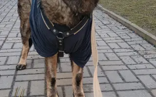 Pomoc Furině v boji s lupusem (SLE)