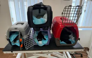 Pomoc pro opuštěná zvířátka - Kastrace, veterina, krmeni, kočkolit