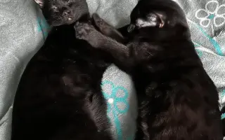 Pomozme paní Jančové a útulku Konec Toulání