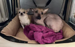 Pomozme Ajri zpátky na nohy