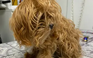 Pomozte nemocnému Maxovi a 14 drobečkům z velkomnožírny!