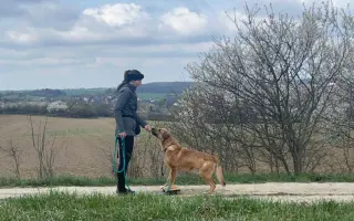 Šance pro útulkáčka Bata: Podpoř jej na jeho cestě za domovem!