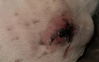 Podpořte péči o pejsky v psím hospici Andělská náruč, z.s.