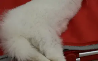 Pomoc pre malého Dupíka