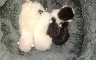 ZACHRAŇME KOŤÁTKA PŘED ZIMOU!