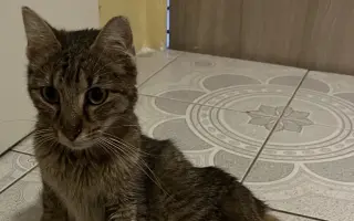 Kocour Riky potřebuje operaci